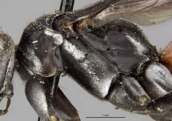 Media type: image;   Entomology 17184 Aspect: thorax lateral